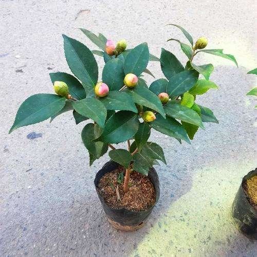 茶花用什么土栽种最好？分享3个简单的配土方法，好操作不烂根
