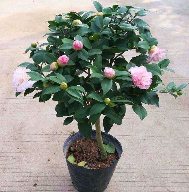 养茶花，记住4个“小细节”，小苗变小树，一树繁花，叶绿花苞多