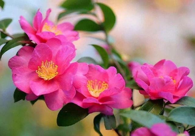 养茶花，记住4个“小细节”，小苗变小树，一树繁花，叶绿花苞多