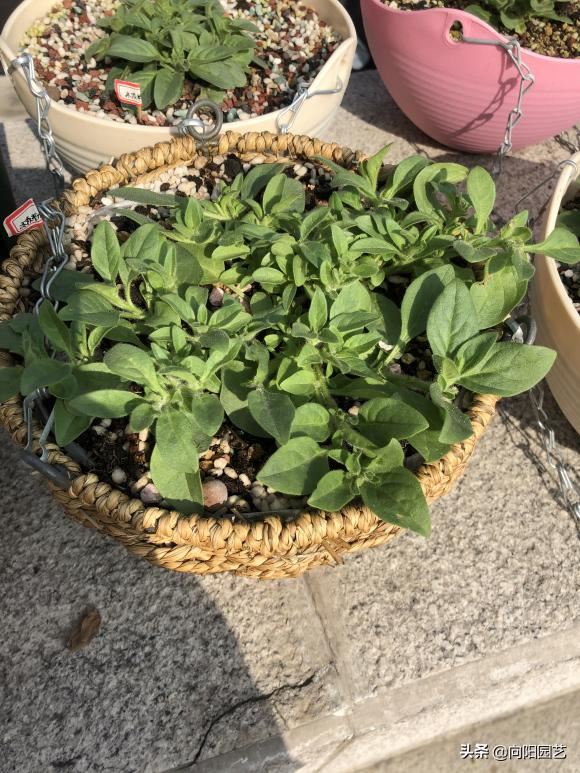 阳台种盆矮牵牛，易种植花色多，开成“花瀑布”，吊在空中非常美