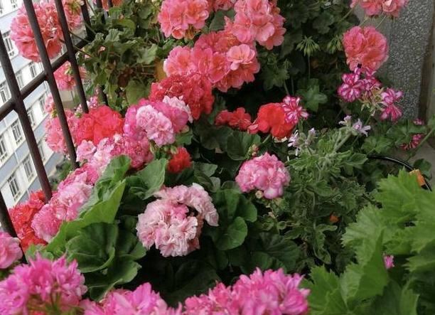 家庭种植天竺葵该如何养？将4方面做到位，繁殖、开花不成问题