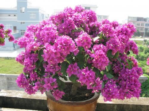 三角梅换盆，扒光土，剪了枝，轻松蜕变，来年开花多一倍
