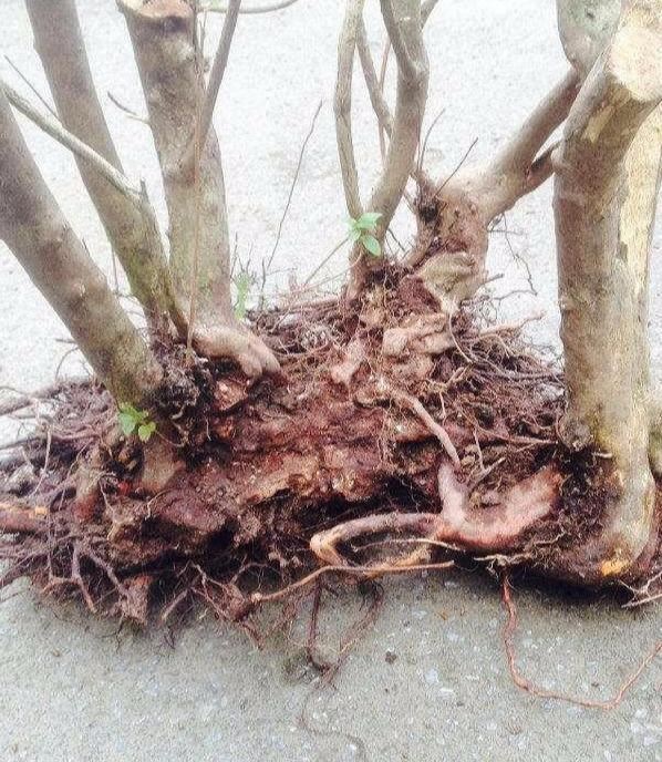 映山红栽种多久可以施肥？应怎么操作？