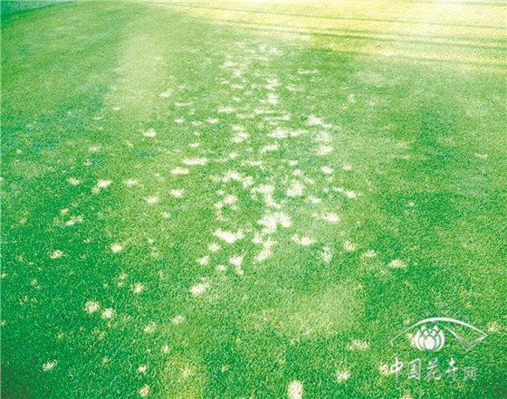 草坪常见病虫害判定及防治方法