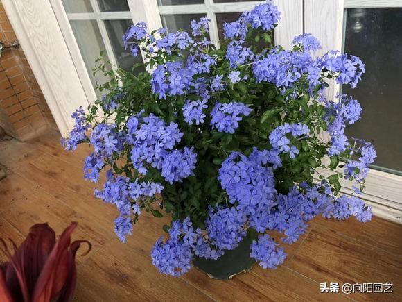 立春养蓝雪花，多“剪枝”，后“追肥”，花芽长的快，花量翻倍
