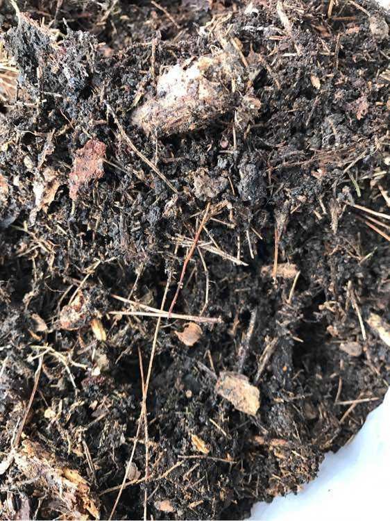 茶花用什么土栽种最好？分享3个简单的配土方法，好操作不烂根