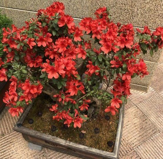如何正确盆栽杜鹃？掌握5个小妙招，10年不换盆照样月月花满枝