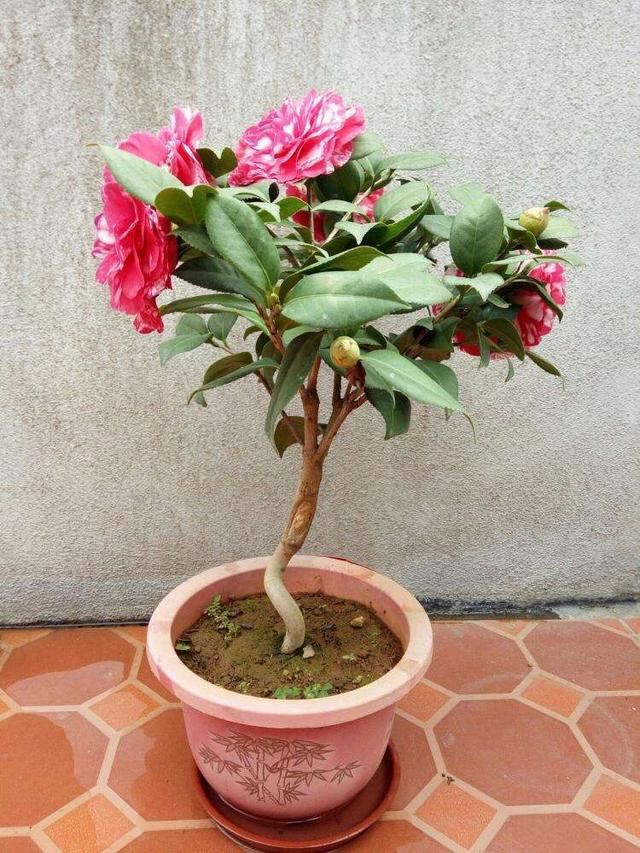 养茶花，记住4个“小细节”，小苗变小树，一树繁花，叶绿花苞多