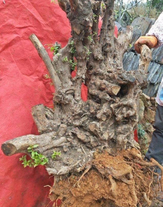 映山红栽种多久可以施肥？应怎么操作？