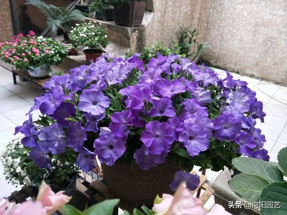 阳台种盆矮牵牛，易种植花色多，开成“花瀑布”，吊在空中非常美