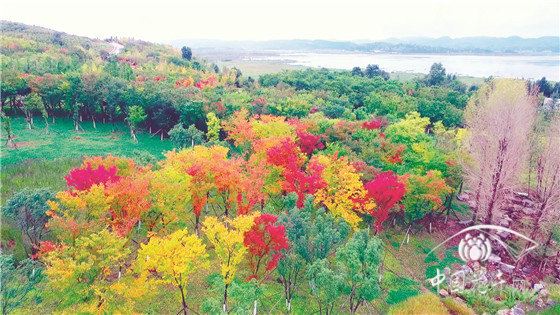 打造城建区与草海湿地生态隔离带 记贵州毕节威宁草海北岸集雨区面山植被恢复工程 