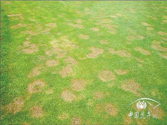 草坪常见病虫害判定及防治方法