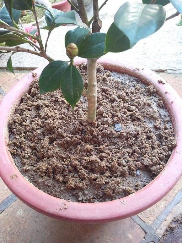 茶花用什么土栽种最好？分享3个简单的配土方法，好操作不烂根