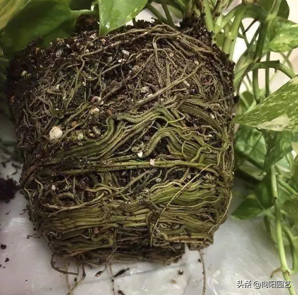 绿萝太狠了，整盆土都吃了，花盆都撑烂了，再不换盆就“爆了”