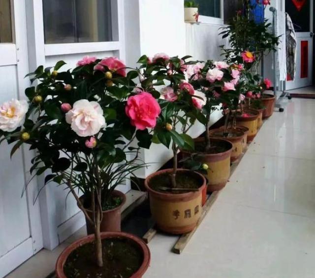 立春后盆栽花草该如何降低伤亡？按照3步管理，轻松防治病虫害