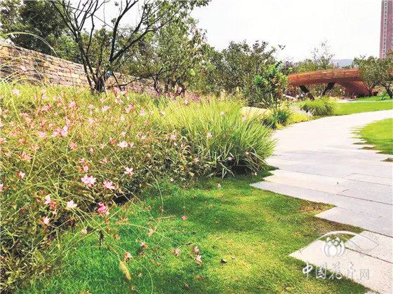 中国花境探新联盟提出“苏式花境”新概念 以情景入诗画 中国花境探新联盟提出“苏式花境”新概念 以情景入诗画