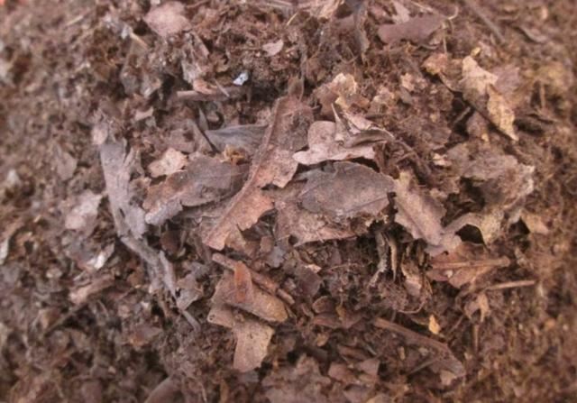 养茶花、杜鹃，自制酸性培养土，长得旺开花多，减少黄叶