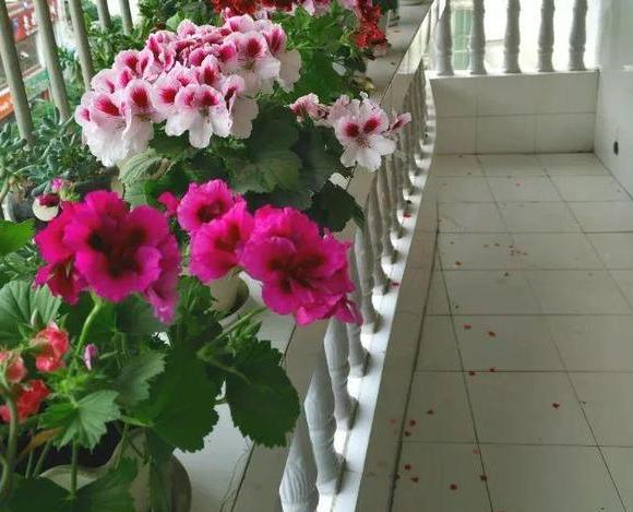 家庭种植天竺葵该如何养？将4方面做到位，繁殖、开花不成问题