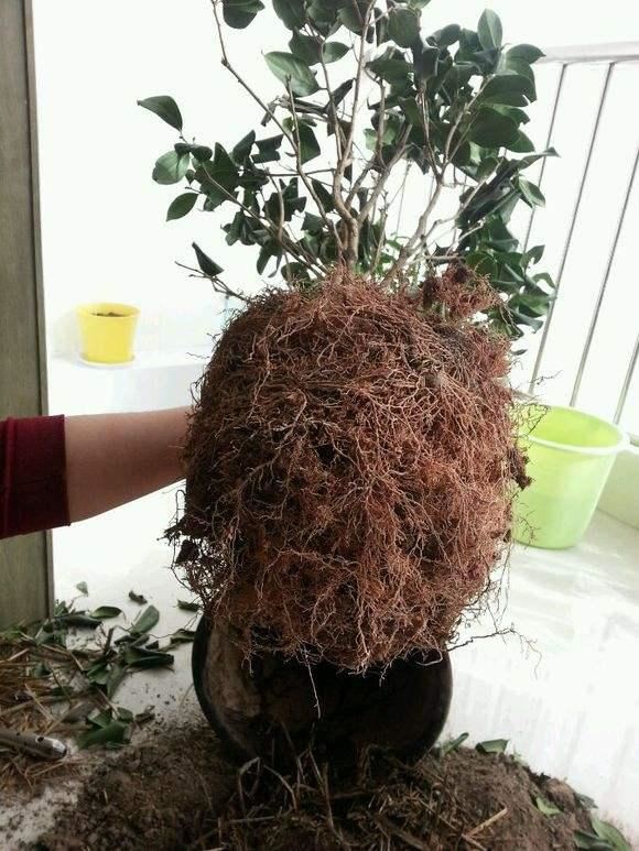 茶花用什么土栽种最好？分享3个简单的配土方法，好操作不烂根