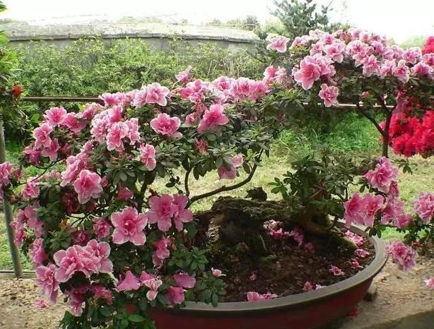 如何正确盆栽杜鹃？掌握5个小妙招，10年不换盆照样月月花满枝