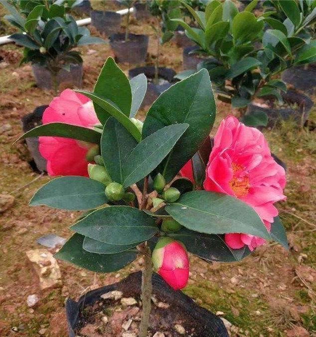 养茶花，记住4个“小细节”，小苗变小树，一树繁花，叶绿花苞多