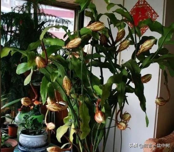 盆栽昙花应该如何种植？做好这5点，一年长成树，开花超多！