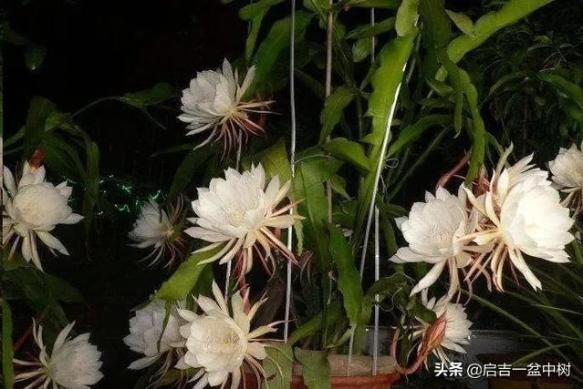 盆栽昙花应该如何种植？做好这5点，一年长成树，开花超多！