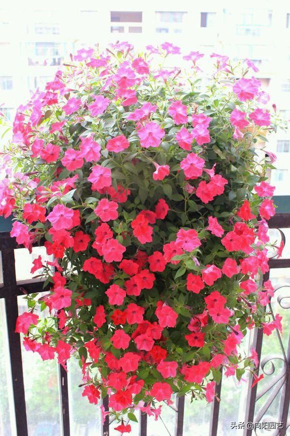 阳台种盆矮牵牛，易种植花色多，开成“花瀑布”，吊在空中非常美