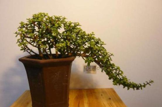 金枝玉叶什么时节适合换盆？什么时节适合修剪？你了解多少？