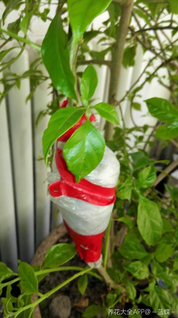三角梅拉根枝条压一压，很快就生根，比扦插更好成活