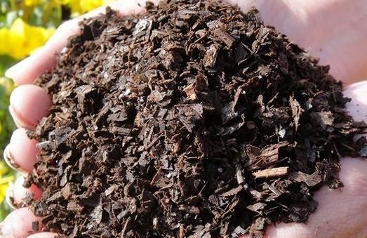 盆栽花长叶芽就枯死怎么办？学会换盆、旧土翻新，养啥花都不愁