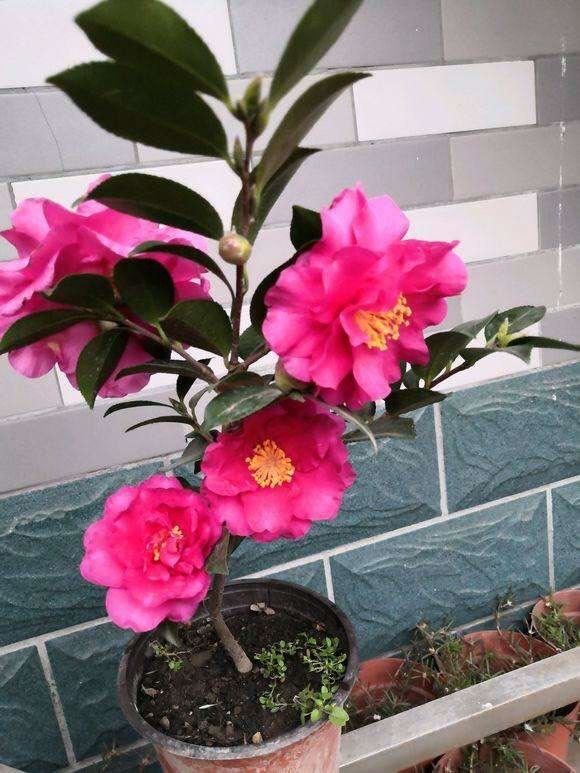 养茶花，记住4个“小细节”，小苗变小树，一树繁花，叶绿花苞多