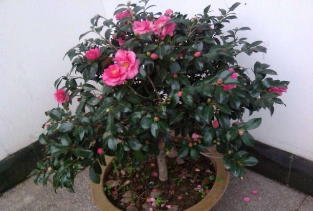 养茶花，记住4个“小细节”，小苗变小树，一树繁花，叶绿花苞多