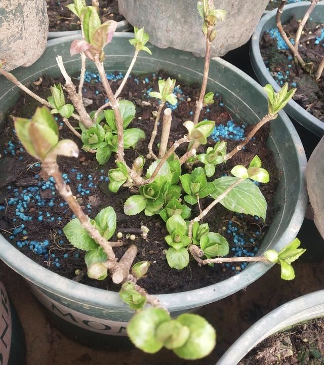 春天养花别手贱，别乱修剪，这些花剪了，就坏了