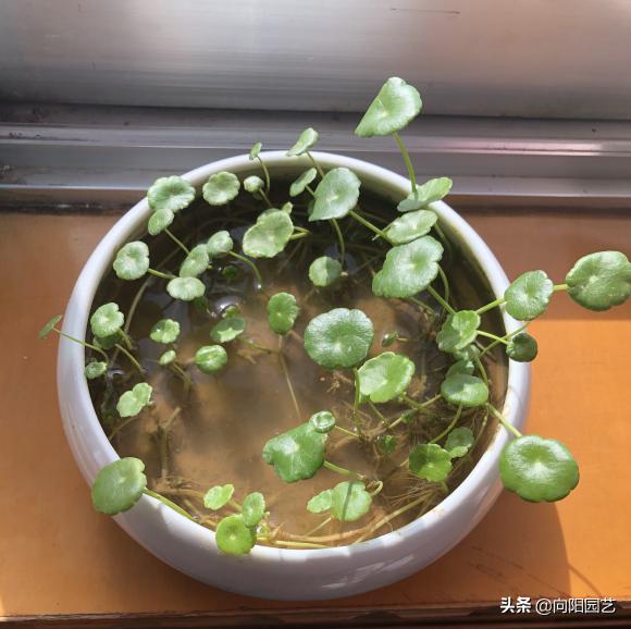 养铜钱草，教你“高效爆盆”法，全部“剪光光”，30天撑爆花盆