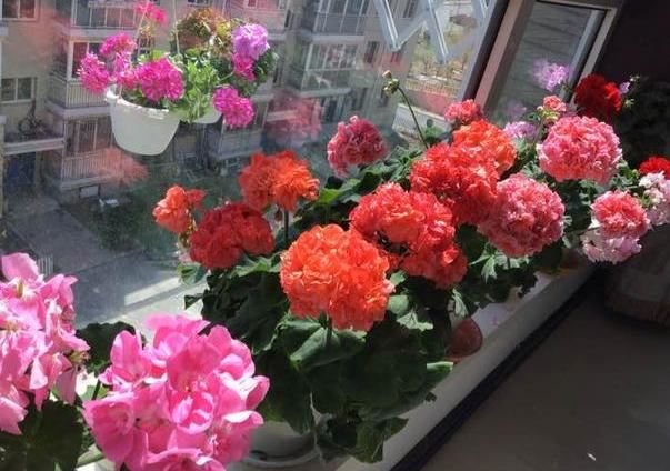 盆栽花长叶芽就枯死怎么办？学会换盆、旧土翻新，养啥花都不愁