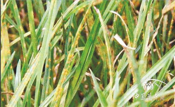 草坪常见病虫害判定及防治方法