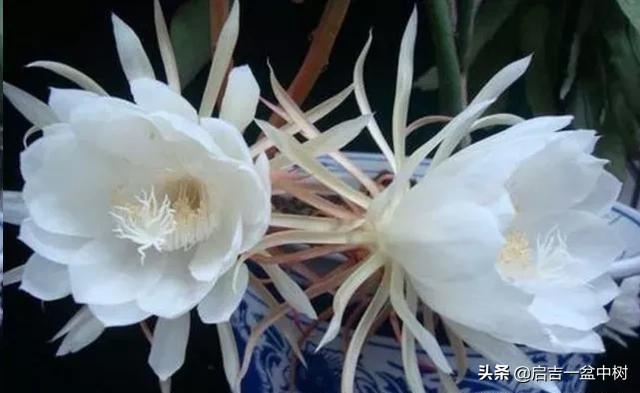 盆栽昙花应该如何种植？做好这5点，一年长成树，开花超多！