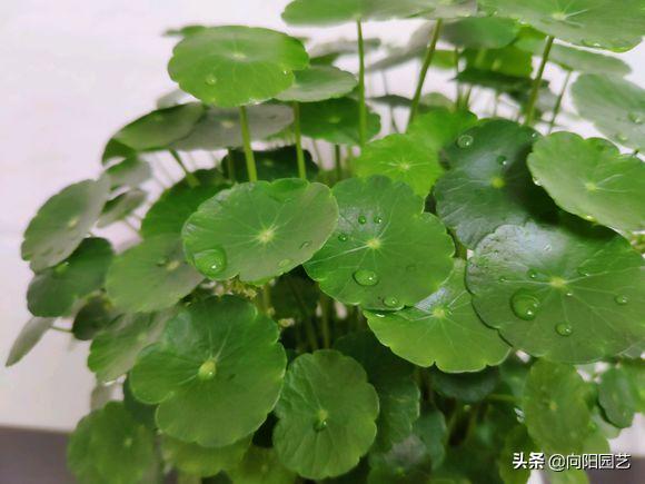 养铜钱草，教你“高效爆盆”法，全部“剪光光”，30天撑爆花盆