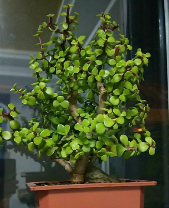 金枝玉叶什么时节适合换盆？什么时节适合修剪？你了解多少？