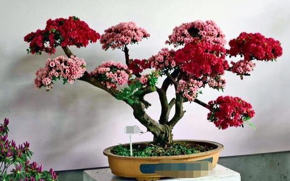 如何正确盆栽杜鹃？掌握5个小妙招，10年不换盆照样月月花满枝