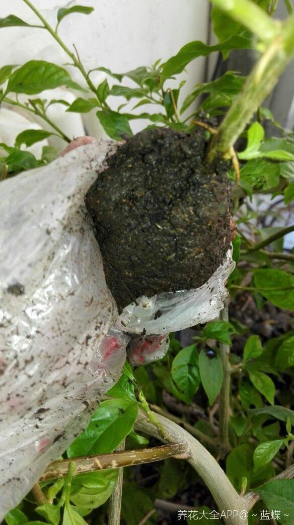 三角梅拉根枝条压一压，很快就生根，比扦插更好成活