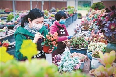 花卉园艺迎来线上小阳春