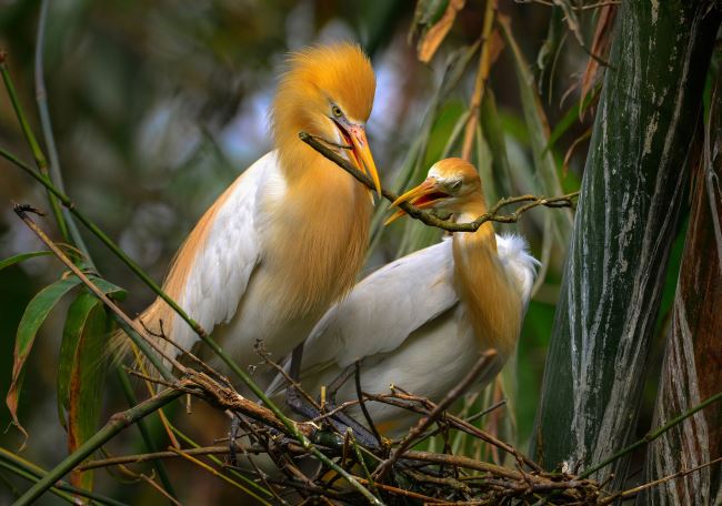 云南全面加强鸟类保护管理