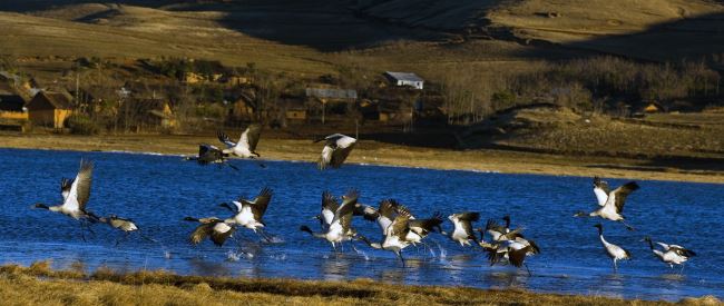 云南全面加强鸟类保护管理