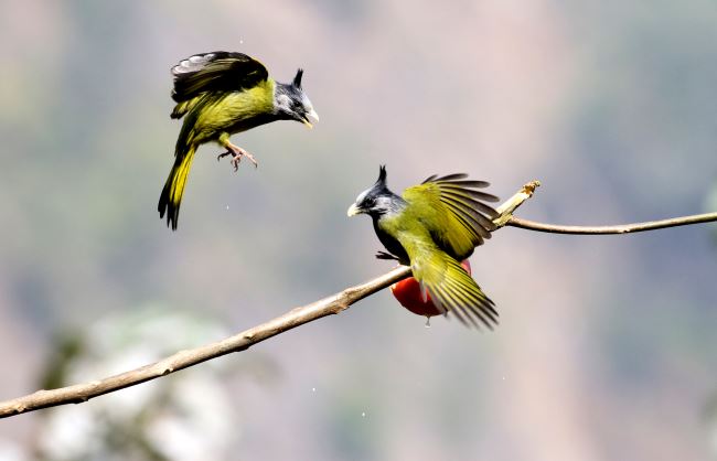 云南全面加强鸟类保护管理