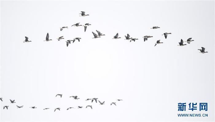 [最美林业故事]风雪中守护候鸟迁徙