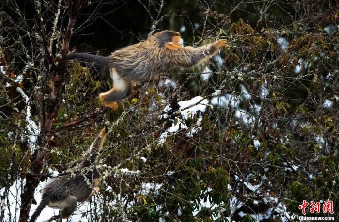 四川宝兴：川金丝猴群下山在雪林中觅食嬉戏
