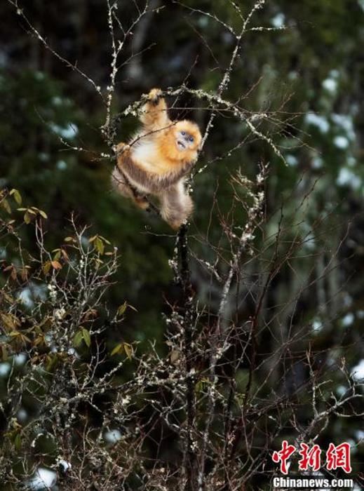 四川宝兴：川金丝猴群下山在雪林中觅食嬉戏