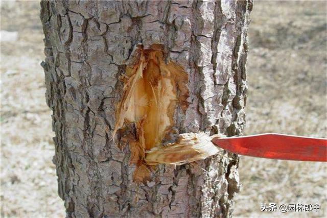 3月份，这6种病虫害即将进入高发期，提前预防，避免植物再受伤